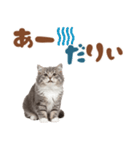 いつでも使えるミヌエットスタンプ（個別スタンプ：1）