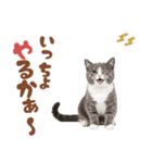いつでも使えるミヌエットスタンプ（個別スタンプ：4）