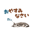 いつでも使えるミヌエットスタンプ（個別スタンプ：7）