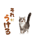 いつでも使えるミヌエットスタンプ（個別スタンプ：8）