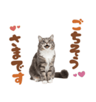 いつでも使えるミヌエットスタンプ（個別スタンプ：10）