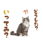 いつでも使えるミヌエットスタンプ（個別スタンプ：11）