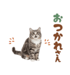 いつでも使えるミヌエットスタンプ（個別スタンプ：12）