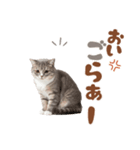 いつでも使えるミヌエットスタンプ（個別スタンプ：15）