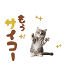 いつでも使えるミヌエットスタンプ（個別スタンプ：22）