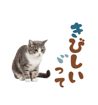 いつでも使えるミヌエットスタンプ（個別スタンプ：25）