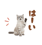 いつでも使えるミヌエットスタンプ（個別スタンプ：35）