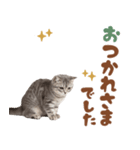 いつでも使えるミヌエットスタンプ（個別スタンプ：36）