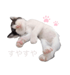 2025⭐︎3にゃんズ（個別スタンプ：1）