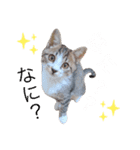 2025⭐︎3にゃんズ（個別スタンプ：4）
