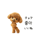 もこもこトイプーと♡韓国語でおしゃべり（個別スタンプ：3）