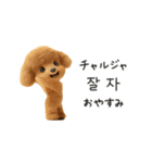 もこもこトイプーと♡韓国語でおしゃべり（個別スタンプ：24）