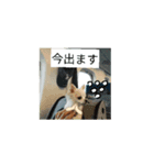 ピノるごんDX（個別スタンプ：4）