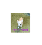 ピノるごんDX（個別スタンプ：7）