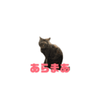 クルミさんのアニメスタンプ3（個別スタンプ：5）