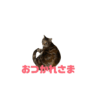 クルミさんのアニメスタンプ3（個別スタンプ：14）