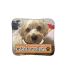 みんなだいすき！ひなみんご（個別スタンプ：12）
