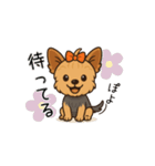 ちょっと動くヨーキーぽよ ちょっと博多弁（個別スタンプ：1）