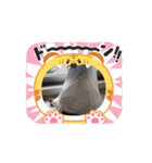 あこにゃん200（個別スタンプ：3）
