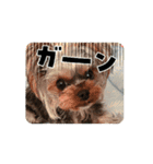ヨーキー☆ひな（個別スタンプ：4）