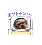 ヨーキー☆ひな（個別スタンプ：7）