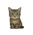サバトラ猫の表情図鑑（個別スタンプ：3）