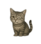 サバトラ猫の表情図鑑（個別スタンプ：4）
