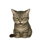 サバトラ猫の表情図鑑（個別スタンプ：5）