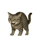 サバトラ猫の表情図鑑（個別スタンプ：6）