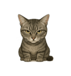 サバトラ猫の表情図鑑（個別スタンプ：7）