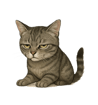 サバトラ猫の表情図鑑（個別スタンプ：8）