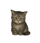 サバトラ猫の表情図鑑（個別スタンプ：9）