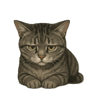 サバトラ猫の表情図鑑（個別スタンプ：11）