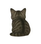 サバトラ猫の表情図鑑（個別スタンプ：12）