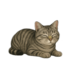 サバトラ猫の表情図鑑（個別スタンプ：13）