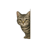 サバトラ猫の表情図鑑（個別スタンプ：14）