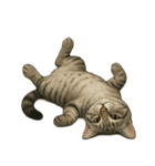 サバトラ猫の表情図鑑（個別スタンプ：15）