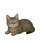 サバトラ猫の表情図鑑（個別スタンプ：16）