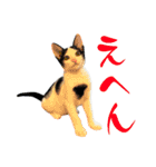 ネコのこちー2（個別スタンプ：1）