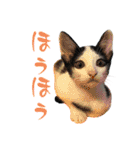 ネコのこちー2（個別スタンプ：5）