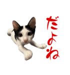 ネコのこちー2（個別スタンプ：8）
