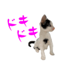 ネコのこちー2（個別スタンプ：11）