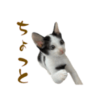 ネコのこちー2（個別スタンプ：16）