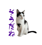 ネコのこちー2（個別スタンプ：17）