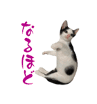 ネコのこちー2（個別スタンプ：18）