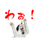 ネコのこちー2（個別スタンプ：23）