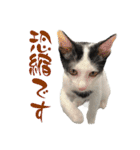 ネコのこちー2（個別スタンプ：32）