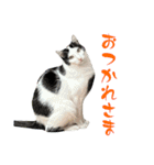 ネコのこちー2（個別スタンプ：37）