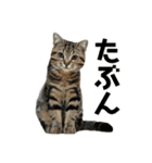 そらスタンプ！(3)（個別スタンプ：2）
