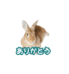 うちのパンちゃん0506（個別スタンプ：1）
